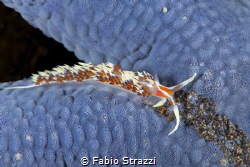 a Flabellina on a blue seastar by Fabio Strazzi 